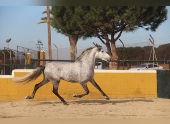 PRE Croisé, Étalon, 4 Ans, 163 cm, Gris pommelé