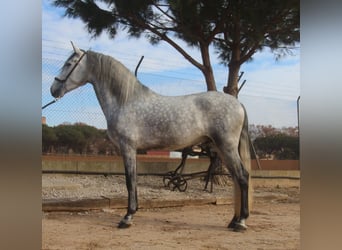 PRE Croisé, Étalon, 4 Ans, 163 cm, Gris pommelé