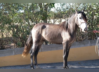 PRE Croisé, Étalon, 4 Ans, 163 cm, Gris pommelé