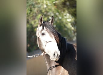 PRE Croisé, Étalon, 4 Ans, 163 cm, Gris pommelé