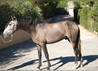 PRE Croisé, Étalon, 4 Ans, 163 cm, Gris pommelé