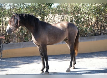 PRE Croisé, Étalon, 4 Ans, 163 cm, Gris pommelé