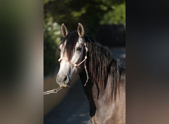 PRE Croisé, Étalon, 4 Ans, 163 cm, Gris pommelé