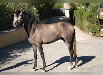 PRE Croisé, Étalon, 4 Ans, 163 cm, Gris pommelé