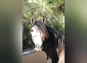 PRE Croisé, Étalon, 4 Ans, 163 cm, Gris pommelé