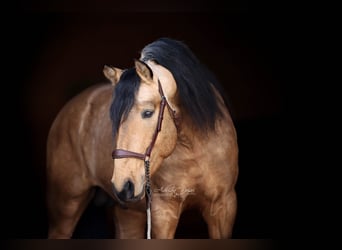 PRE Croisé, Étalon, 4 Ans, 163 cm, Isabelle