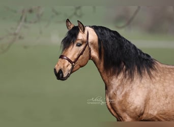 PRE Croisé, Étalon, 4 Ans, 163 cm, Isabelle