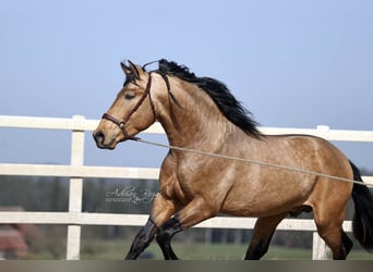 PRE Croisé, Étalon, 4 Ans, 163 cm, Isabelle