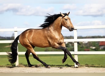 PRE Croisé, Étalon, 4 Ans, 163 cm, Isabelle