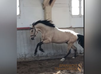 PRE Croisé, Étalon, 4 Ans, 163 cm, Isabelle