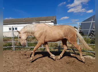 PRE, Étalon, 4 Ans, 163 cm, Palomino