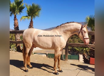 PRE Croisé, Étalon, 4 Ans, 163 cm, Perlino