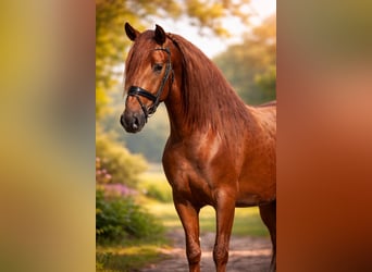 PRE, Étalon, 4 Ans, 164 cm, Alezan