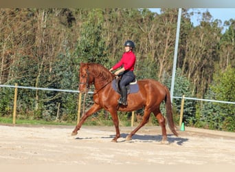 PRE, Étalon, 4 Ans, 164 cm, Alezan cuivré