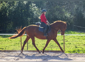 PRE, Étalon, 4 Ans, 164 cm, Alezan cuivré