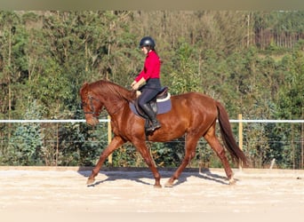 PRE, Étalon, 4 Ans, 164 cm, Alezan cuivré