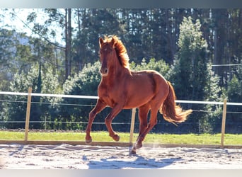 PRE, Étalon, 4 Ans, 164 cm, Alezan cuivré