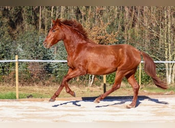 PRE, Étalon, 4 Ans, 164 cm, Alezan cuivré