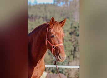 PRE, Étalon, 4 Ans, 164 cm, Alezan cuivré