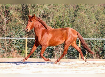 PRE, Étalon, 4 Ans, 164 cm, Alezan cuivré