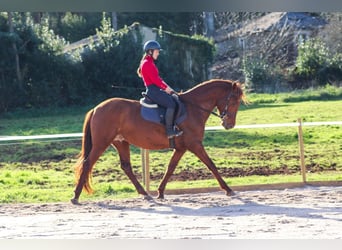 PRE, Étalon, 4 Ans, 164 cm, Alezan cuivré