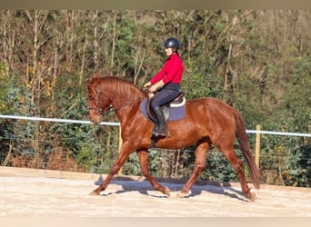 PRE, Étalon, 4 Ans, 164 cm, Alezan cuivré