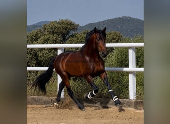 PRE Croisé, Étalon, 4 Ans, 164 cm, Bai