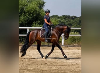 PRE Croisé, Étalon, 4 Ans, 164 cm, Bai