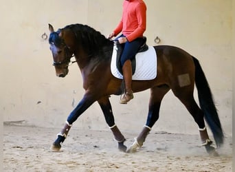 PRE Croisé, Étalon, 4 Ans, 164 cm, Bai