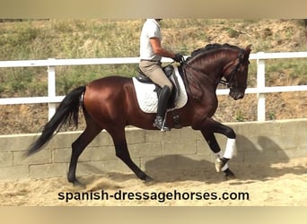PRE Croisé, Étalon, 4 Ans, 164 cm, Bai
