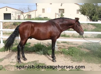 PRE Croisé, Étalon, 4 Ans, 164 cm, Bai
