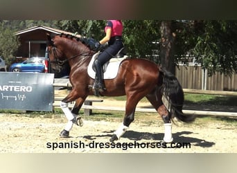 PRE Croisé, Étalon, 4 Ans, 164 cm, Bai