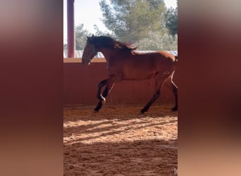 PRE Croisé, Étalon, 4 Ans, 164 cm, Bai