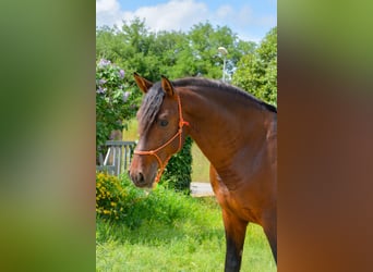 PRE Croisé, Étalon, 4 Ans, 164 cm, Bai