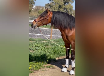 PRE, Étalon, 4 Ans, 164 cm, Bai