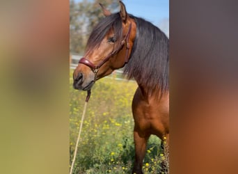 PRE, Étalon, 4 Ans, 164 cm, Bai