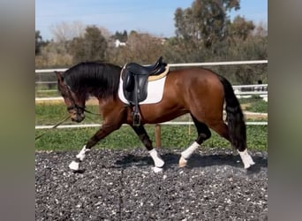 PRE, Étalon, 4 Ans, 164 cm, Bai