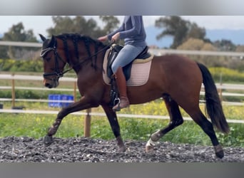 PRE, Étalon, 4 Ans, 164 cm, Bai