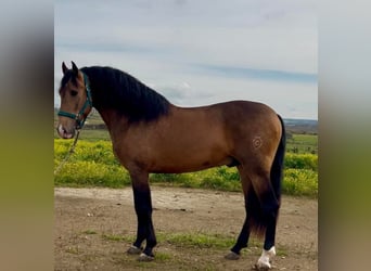 PRE, Étalon, 4 Ans, 164 cm, Buckskin