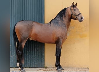 PRE, Étalon, 4 Ans, 164 cm, Buckskin