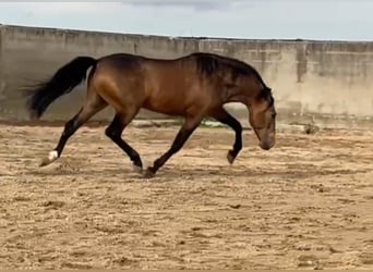 PRE, Étalon, 4 Ans, 164 cm, Buckskin