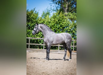 PRE Croisé, Étalon, 4 Ans, 164 cm, Gris