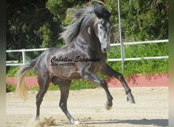 PRE Croisé, Étalon, 4 Ans, 164 cm, Gris noir