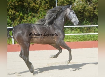 PRE Croisé, Étalon, 4 Ans, 164 cm, Gris noir