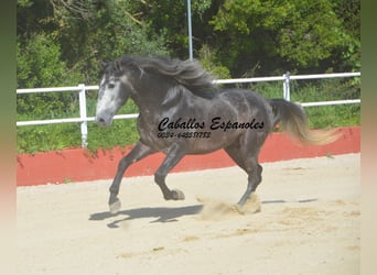 PRE Croisé, Étalon, 4 Ans, 164 cm, Gris noir