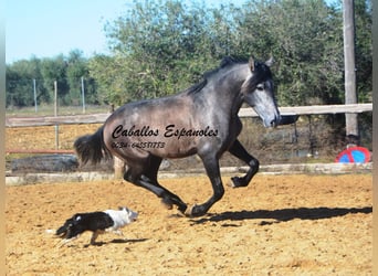 PRE Croisé, Étalon, 4 Ans, 164 cm, Gris noir