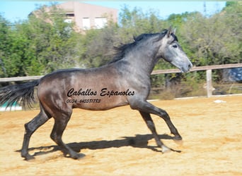 PRE Croisé, Étalon, 4 Ans, 164 cm, Gris noir