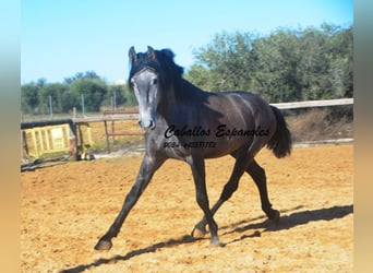 PRE Croisé, Étalon, 4 Ans, 164 cm, Gris noir