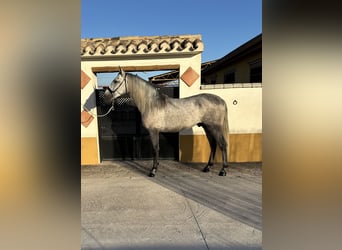 PRE, Étalon, 4 Ans, 164 cm, Gris pommelé