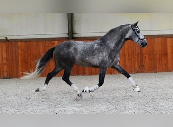 PRE, Étalon, 4 Ans, 164 cm, Gris pommelé